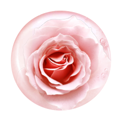 Rose Oil