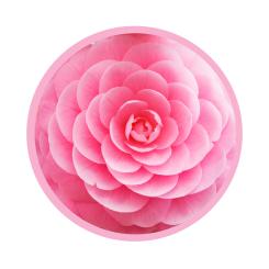 Camellia Flower